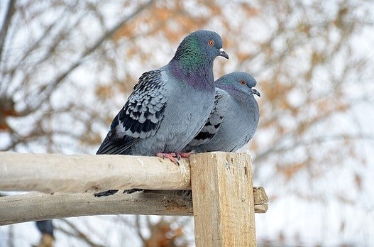 North-South Asellus Fixed Star Meaning