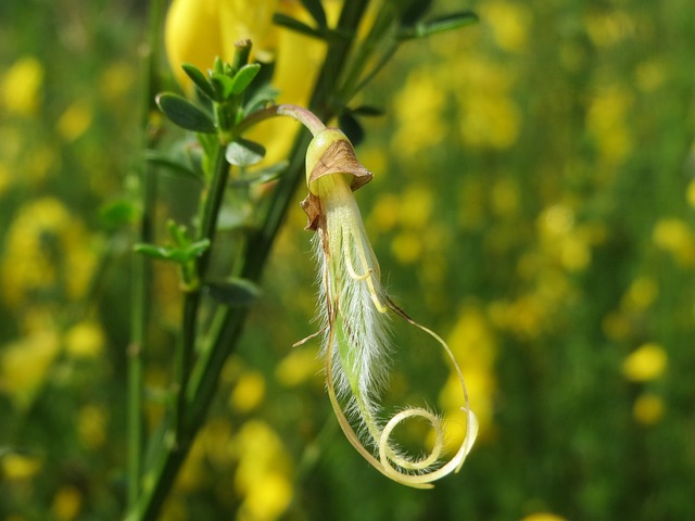 Broom Plant Spiritual Meaning