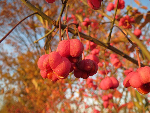 Spindle Plant Symbolism Spiritual Meaning