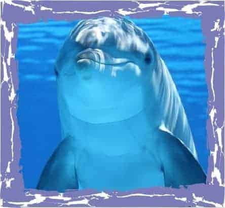 animal spirit guide dolphin