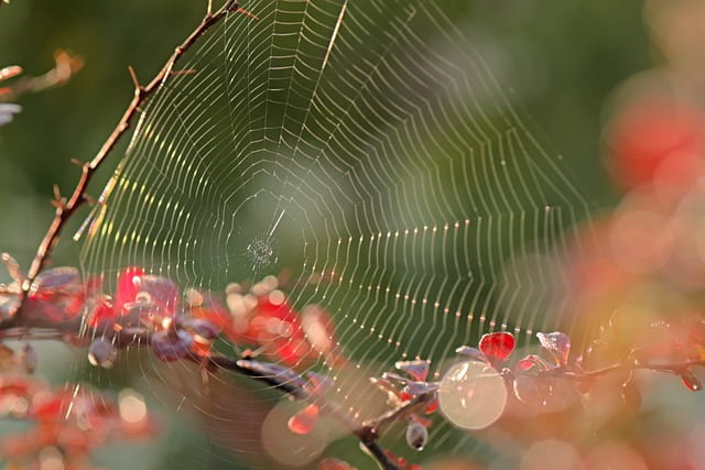 Spider Spirit Animal Spiritual Meaning