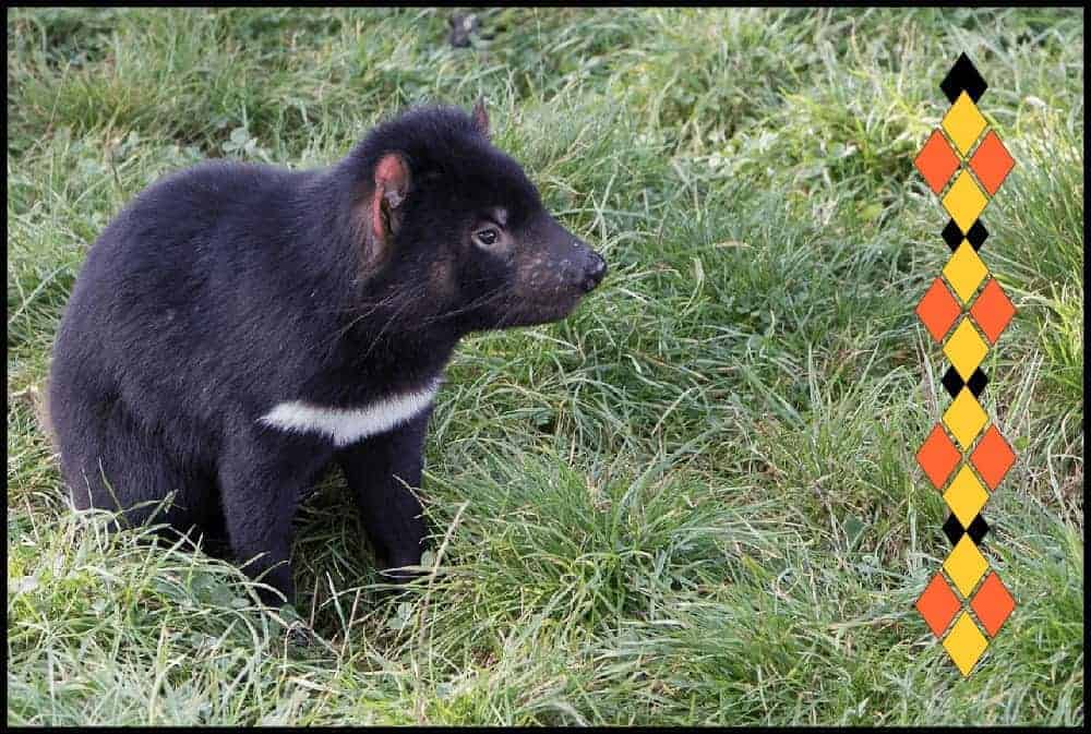 Tasmanian Devil Animal Spirit Meaning