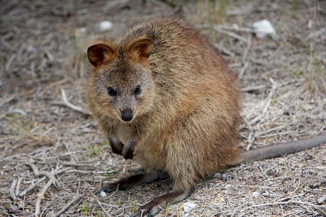 Quokka Spirit Animal Guide Meaning