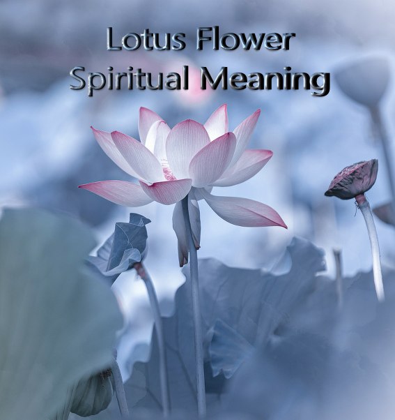 Lotus Flower Symbolic And Spiritual Meaning