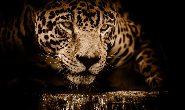 Jaguar Meaning Spirit Animal