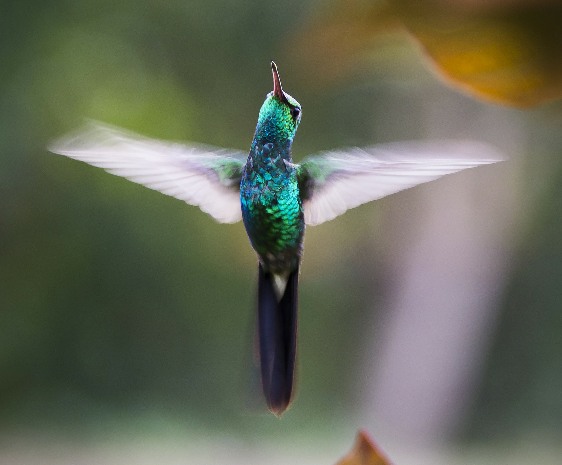 Hummingbird Meaning And Symbolism