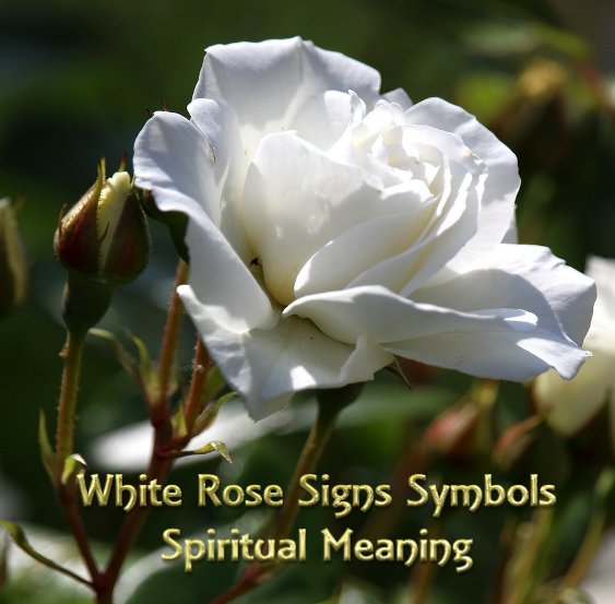White Rose Flower Symbolism And Spiritual Meaning