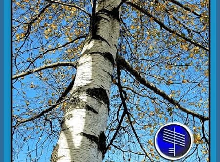 Birch Tree Ogham Spiritual Meaning