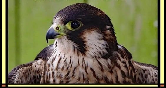 Falcon Totem Animal Spiritual Meaning