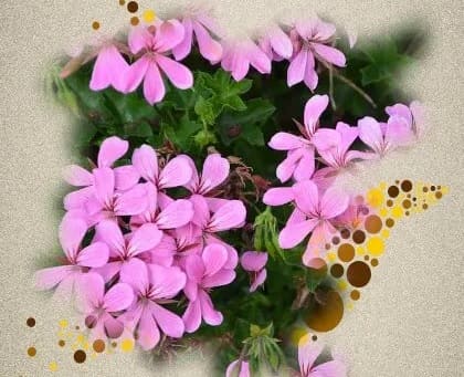 Rose Geranium Spiritual Meaning And Symbolism
