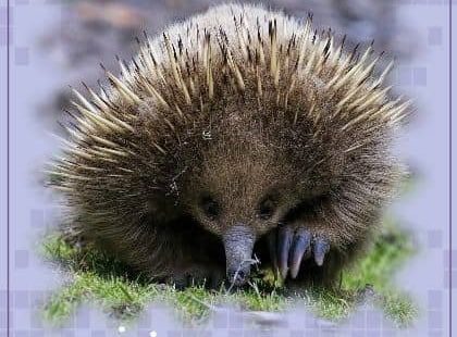 Echidna Spirit Animal Meaning