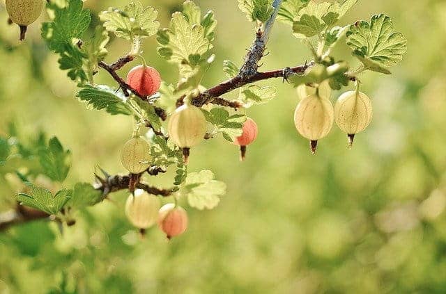 Gooseberry Plant Spiritual Meaning