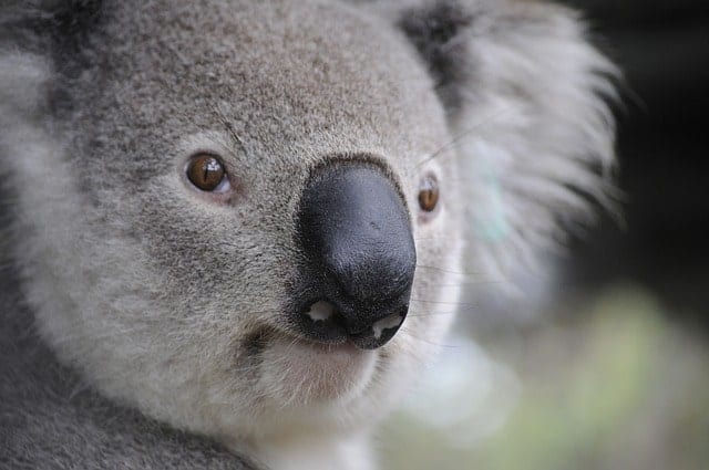 Koala Spirit Animal Meaning