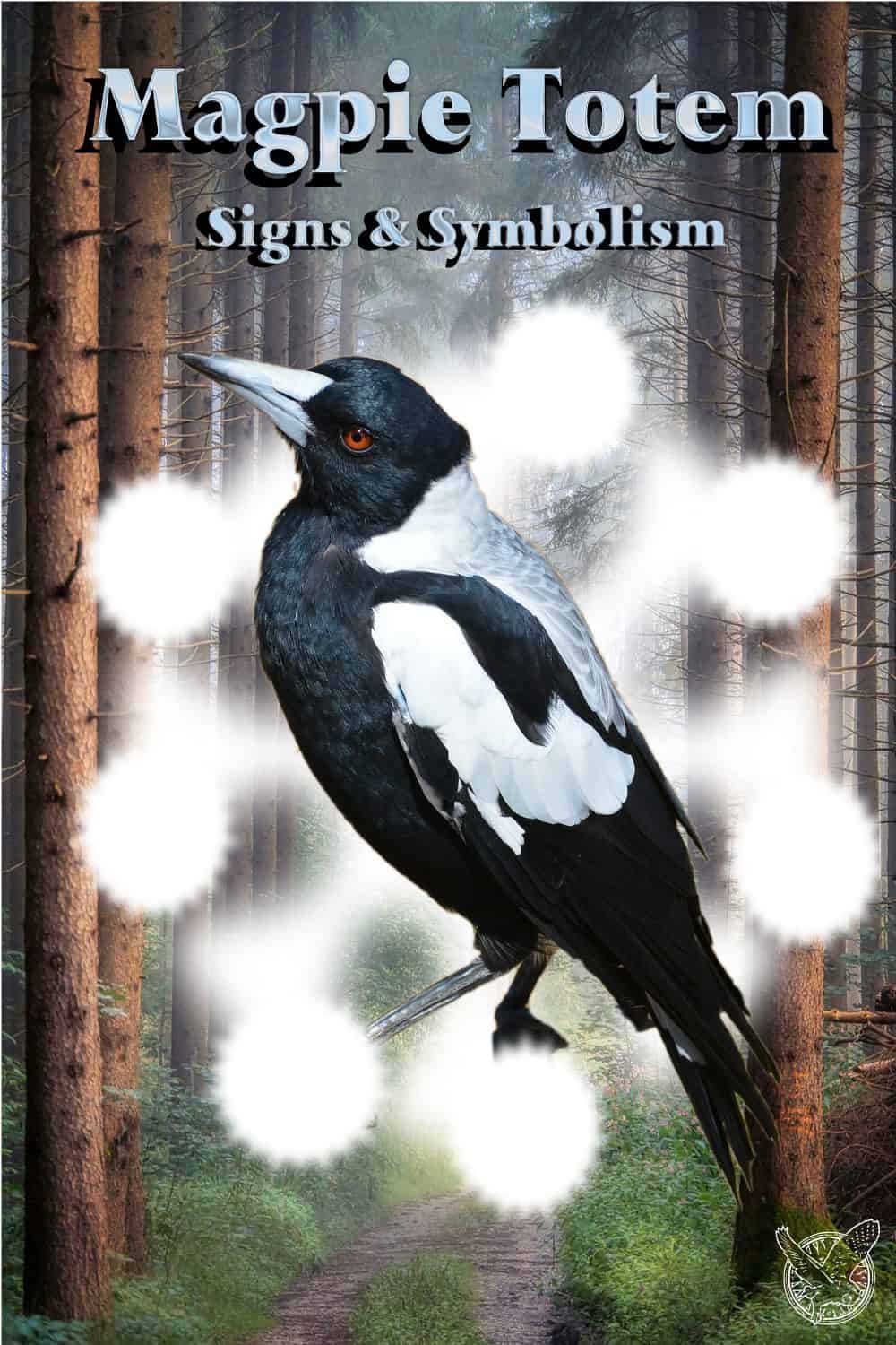 Magpie Animal Spirit Totem Spiritual Meaning