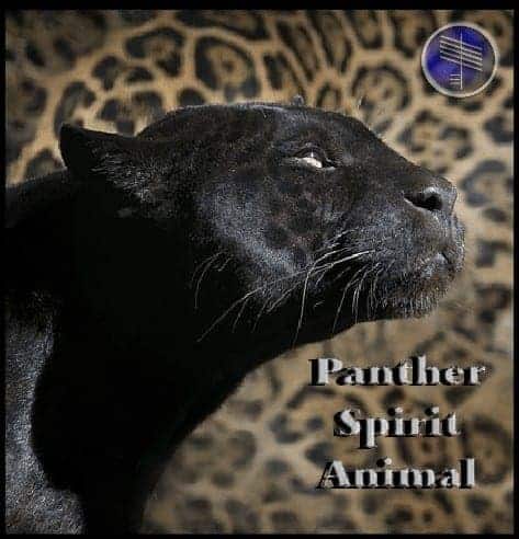 panther totem animal