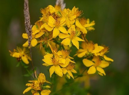 St John’s Wort Plant Spiritual Meaning Demon Chaser